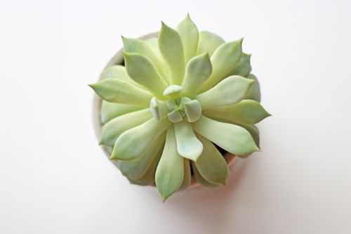Free Bright close-up of an Echeveria succulent with soft green leaves in a pot. Stock Photo