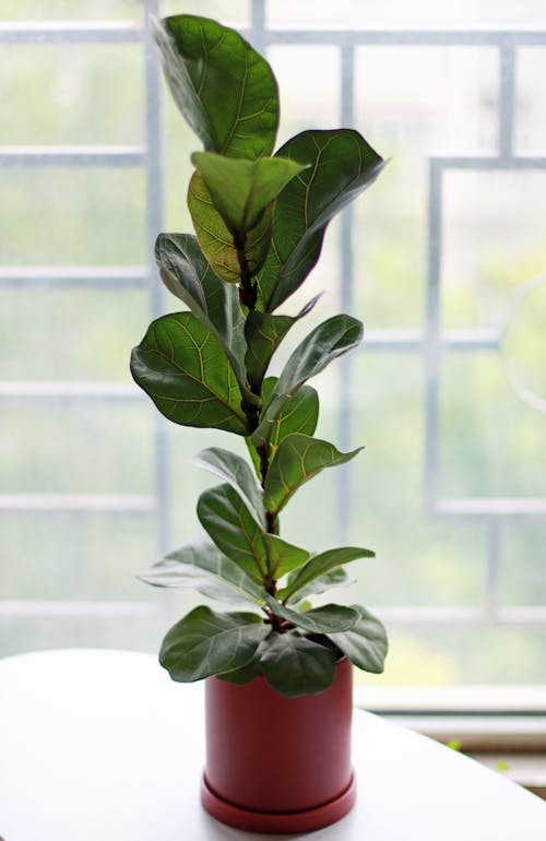 Free Fiddle-leaf fig Plant on a Pot Stock Photo