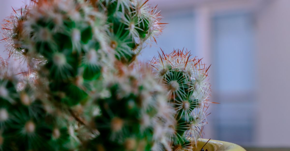 Cactus : Guide entretien et variétés 2026