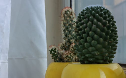 Darmowe zdjęcie z galerii z ciernie, kaktus, pionowy strzał