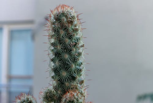 Kostenlos Kostenloses Stock Foto zu dornen, grün, kaktus Stock-Foto