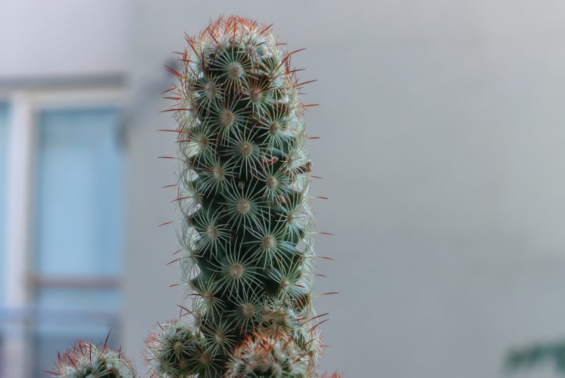 Green Cactus in Close-Up Photography