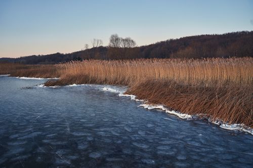 Free Frozen lake and reeds at dawn in Pereslavl-Zalessky, Russia. Stock Photo
