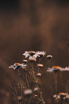 A tranquil view of wildflowers basking in the warm glow of the golden hour.
