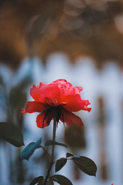 Free Close Up Shot of a Red Flower Stock Photo