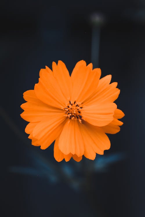 Close Up Shot of an Orange Flower