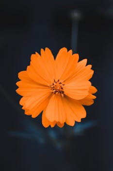 Close-up of a bright orange flower with petals fully bloomed against a dark backdrop.