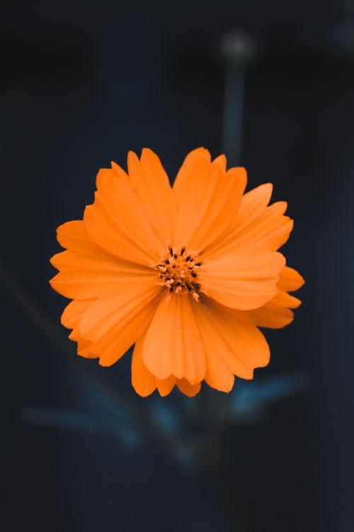 Free Close-up of a bright orange flower with petals fully bloomed against a dark backdrop. Stock Photo