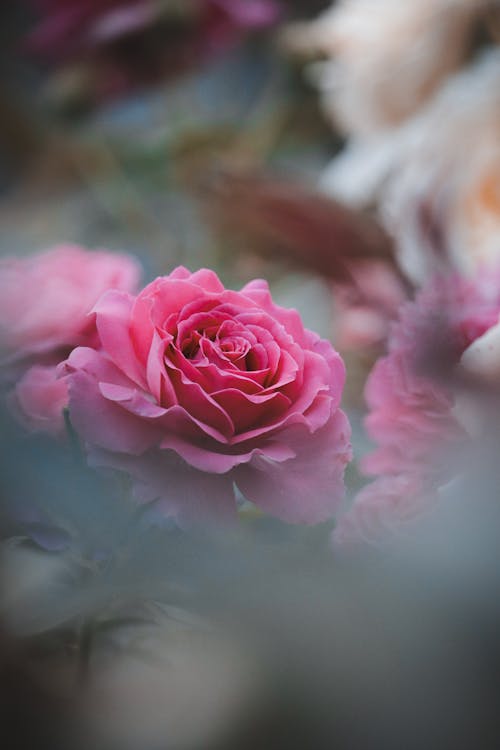 Close Up Shot of Pink Flowers