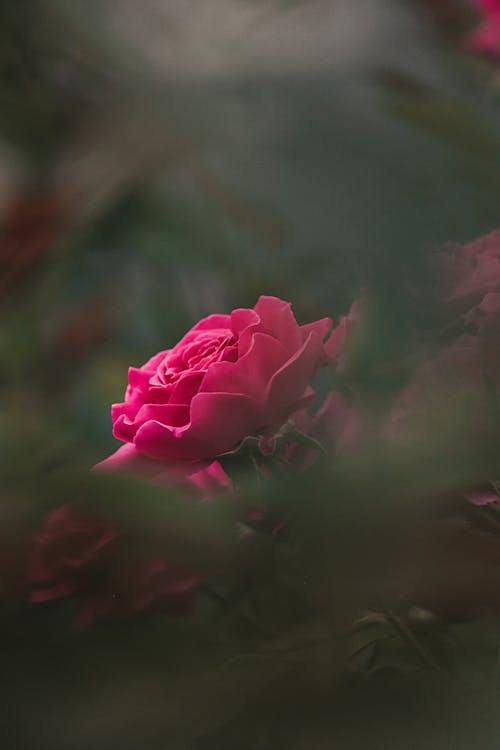 Free Close Up Shot of a Pink Rose Stock Photo