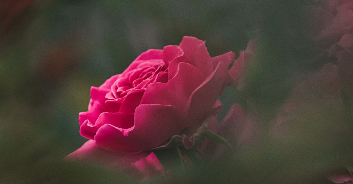 Pink Roses Screen Shot Close Up Shot of a Pink Rose · Free Stock Photo
