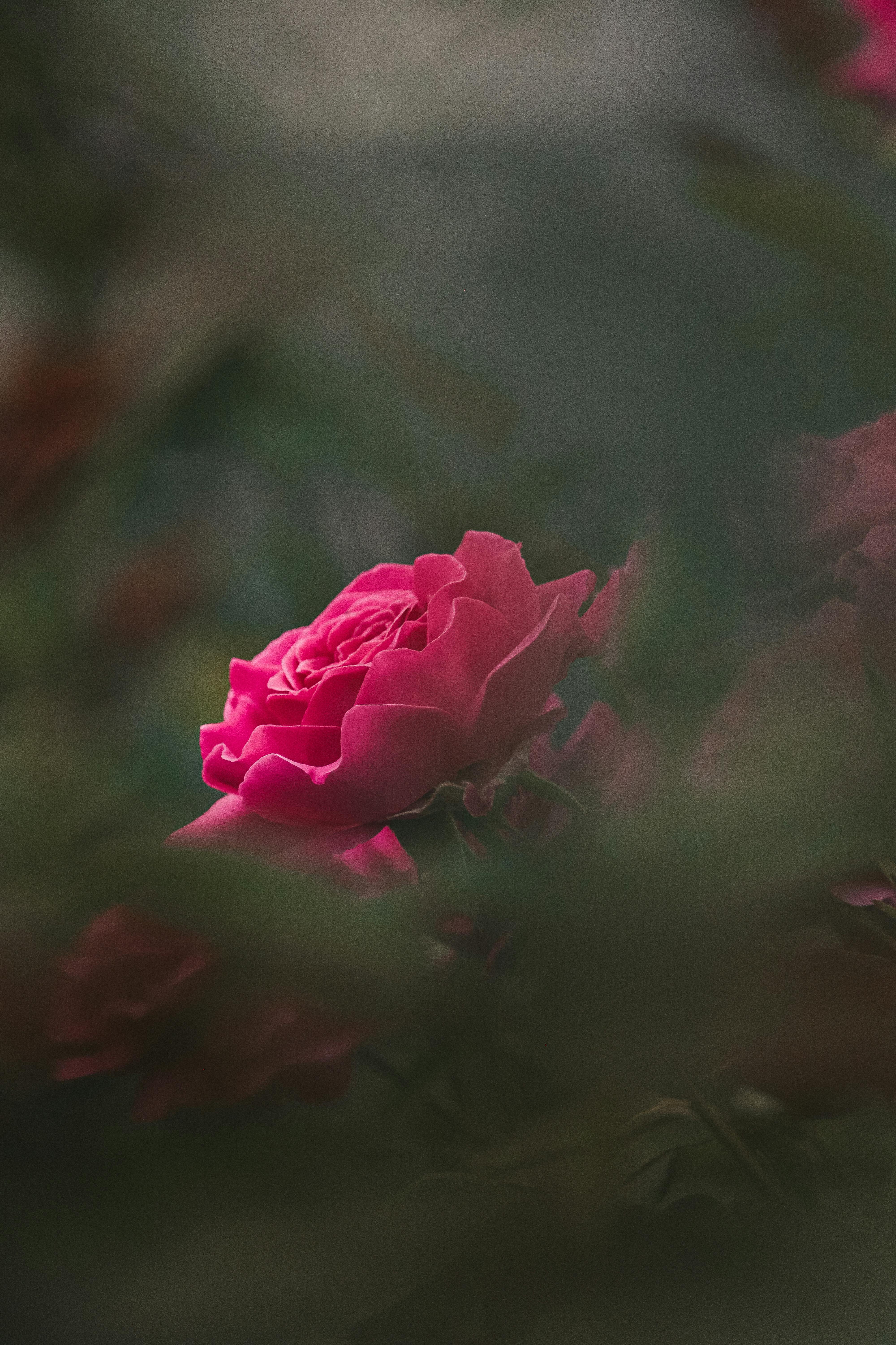 Yellow Rose · Free Stock Photo