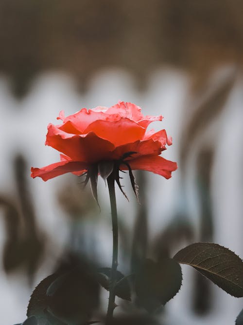 Free Close Up Shot of a Rose Stock Photo