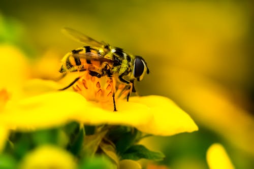 Kostnadsfria Kostnadsfri bild av bi, blomma, djurfotografi Stock foto