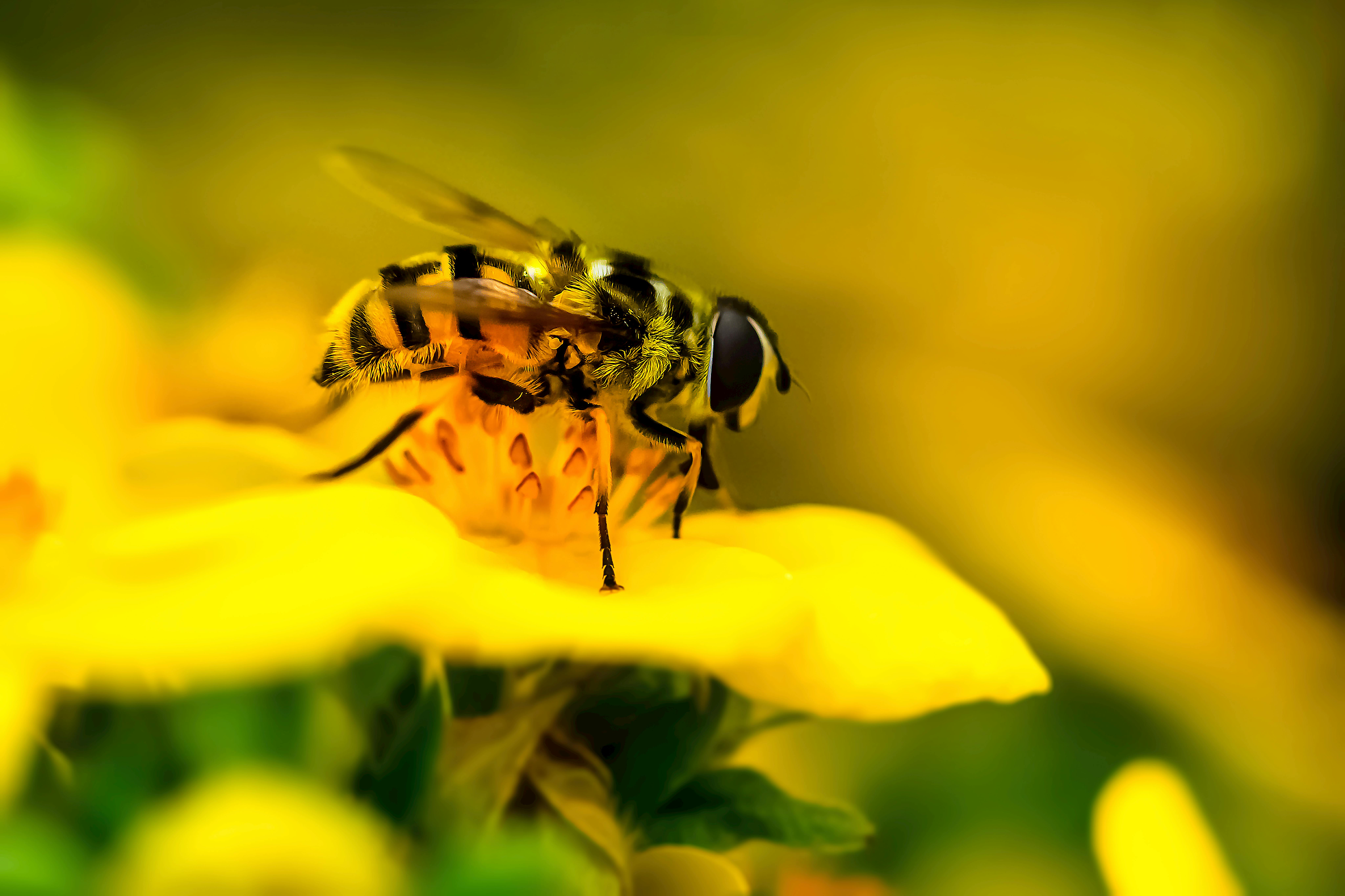 Ong trên hoa vàng: Cảnh tượng một chú ong đang vui nhộn đậu trên một chiếc hoa vàng thật sự đáng yêu và ngộ nghĩnh. Hãy xem hình ảnh này để thưởng thức vẻ đẹp tự nhiên và đem lại cảm giác bình yên cho bản thân.