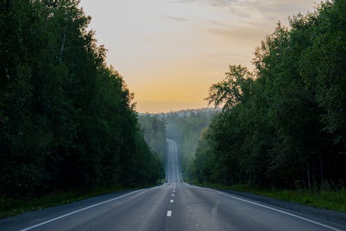 A Scenic Road Lined with Trees