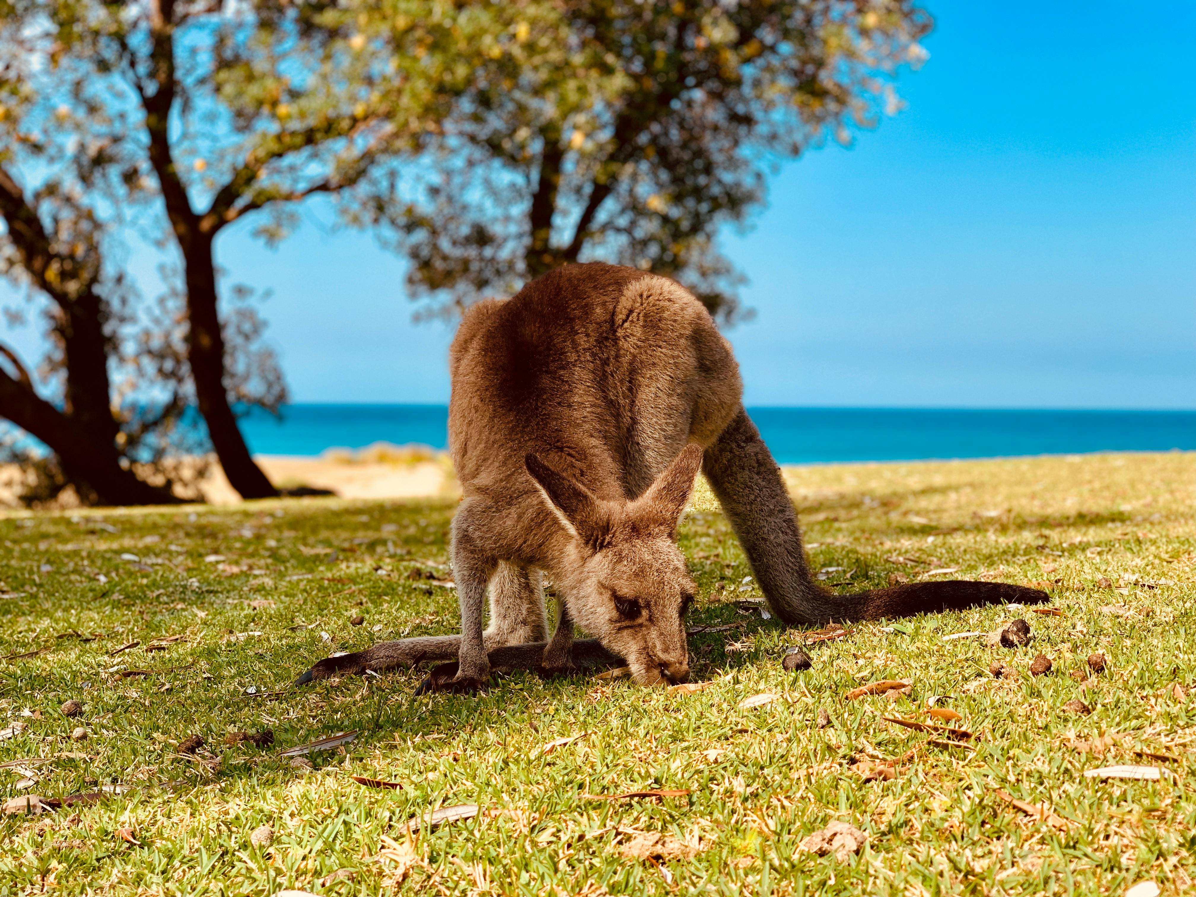 A Kangaroo Eating Grass