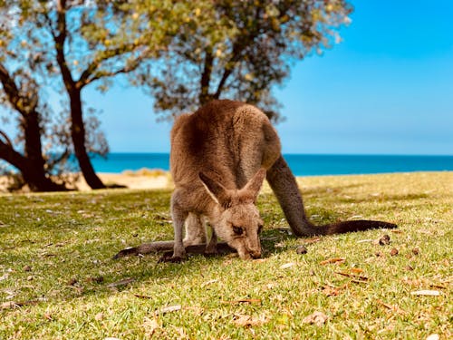 Kostenloses Stock Foto zu essen, gras, känguru