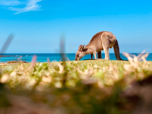 chordata, diprotodonti, hayvan fotoğrafçılığı içeren Ücretsiz stok fotoğraf