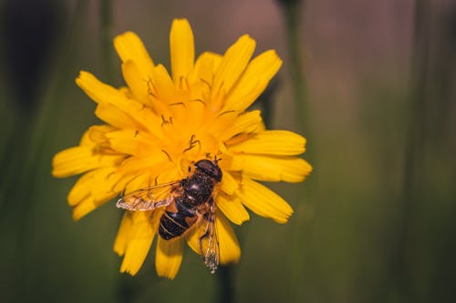 Foto profissional grátis de abelha, flor