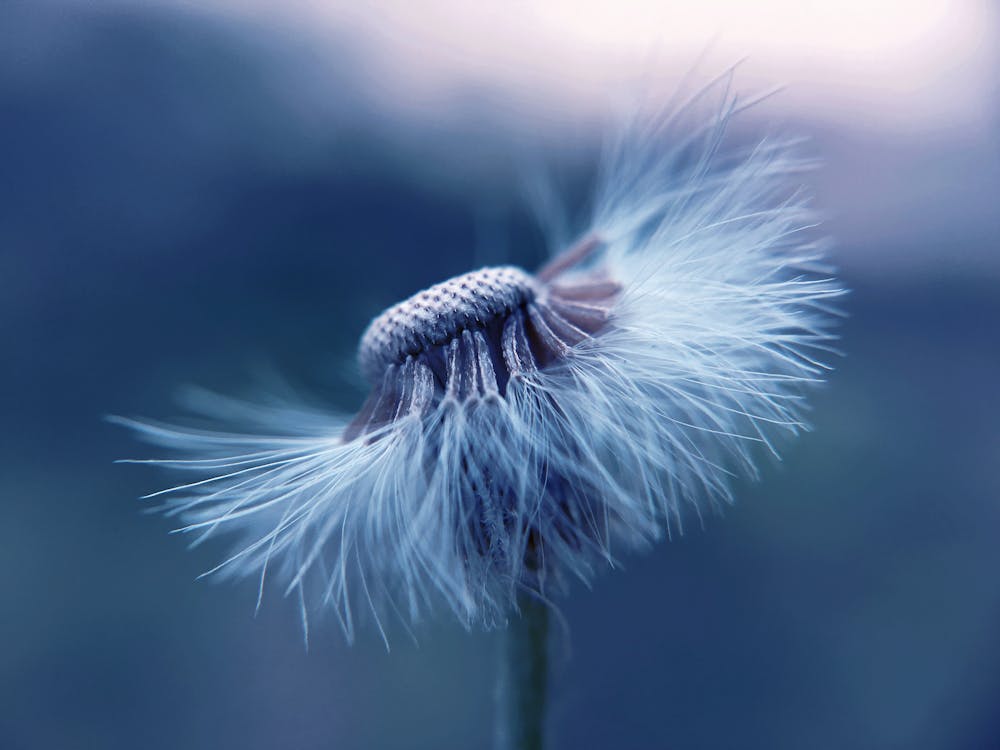 Free Selective Focus Photo of White Petaled Flower Stock Photo