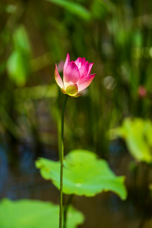 Close Up Photo of Pink Flower