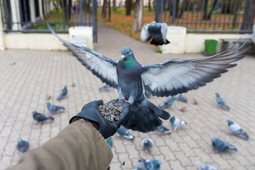 A Person Feeding Seeds to a Pigeon