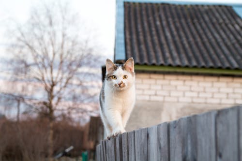 White Cat Stanidng on Wooden Fence