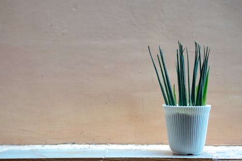 Close Up Photo of Potted Plant 