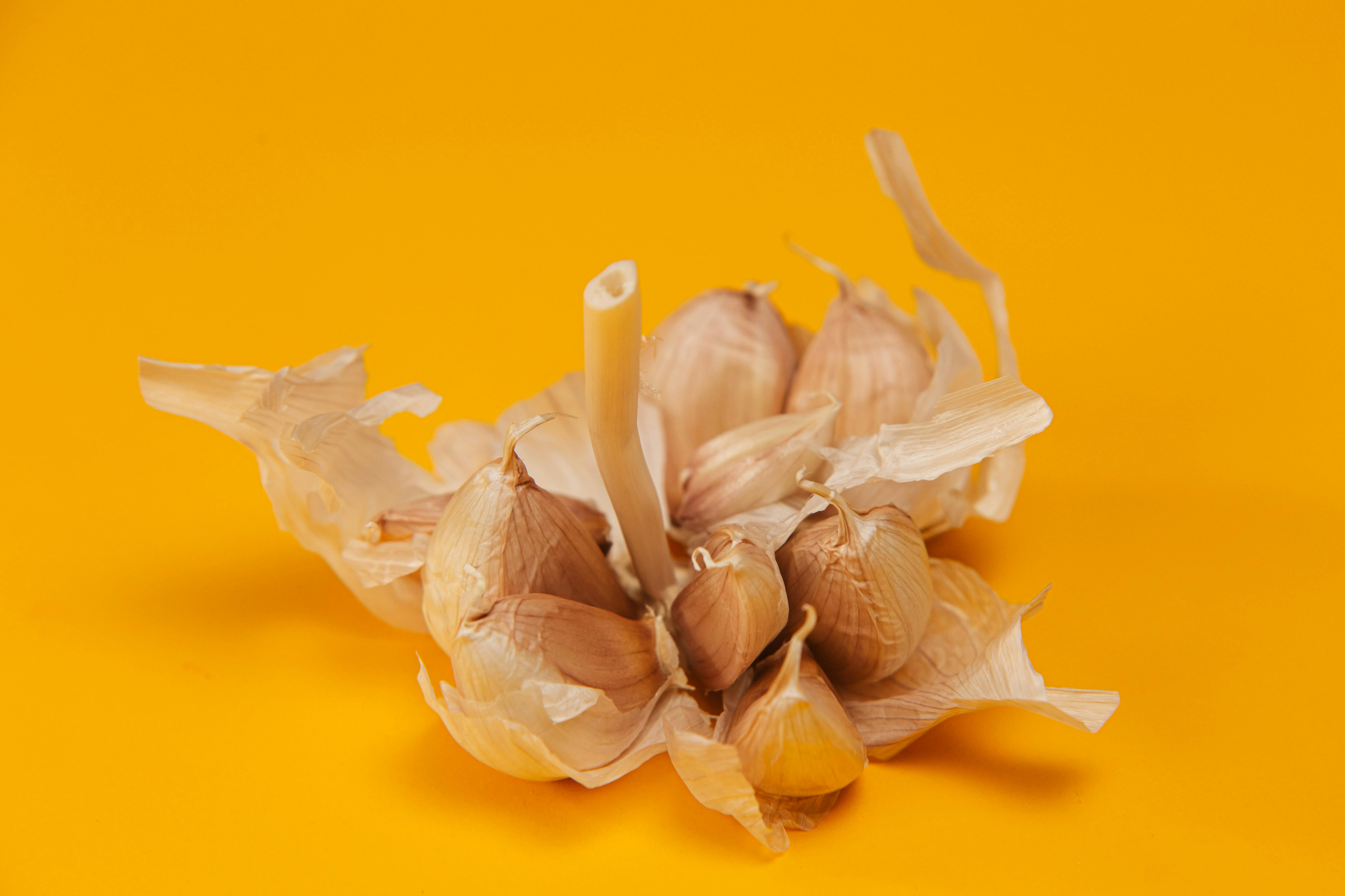 A detailed studio shot of a garlic bulb with its papery skin on a vibrant yellow background.
