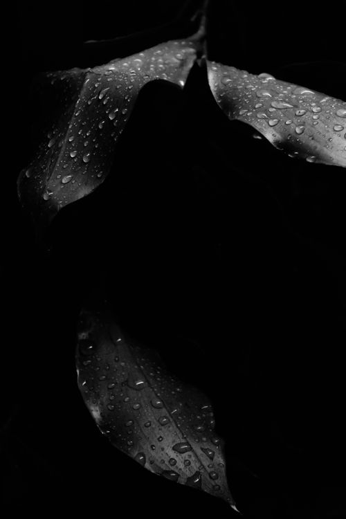 Free Close-up black and white photo of rain droplets on leaves in low light. Stock Photo