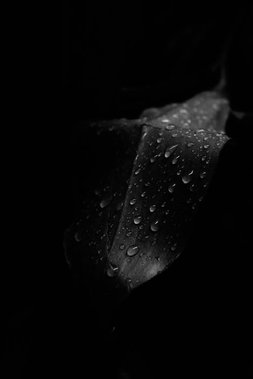 ฟรี คลังภาพถ่ายฟรี ของ ดำและขาว, ฝนหยด, โมโนโครม คลังภาพถ่าย