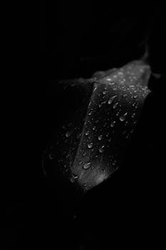 A close-up black-and-white image of a leaf covered in raindrops, showcasing texture and contrast.