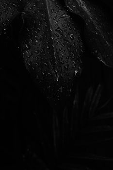 Close-up of a leaf covered in water droplets. Monochrome and dramatic lighting enhance the texture.
