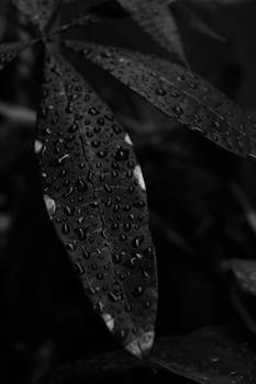 Close-up black and white image of leaves covered in raindrops, highlighting nature's intricate details.