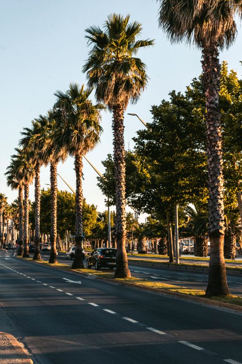 Free Palm trees and vehicles along a sunlit city street, showcasing urban tranquility. Stock Photo