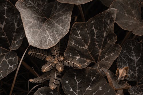 Green Leaves on Plants