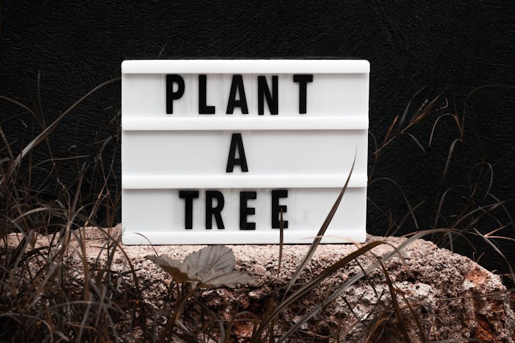 A Light Box With A Message Of Plant A Tree