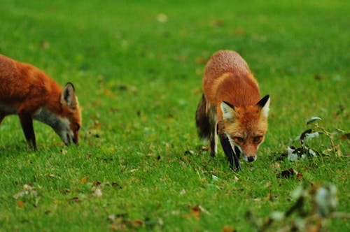 Free Brown Fox Walking on Green Grass Stock Photo