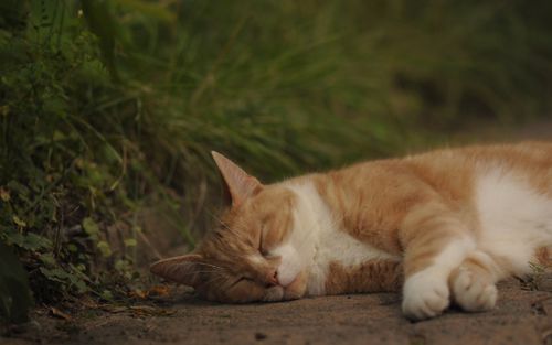 Free A serene close-up of a tabby cat sleeping outdoors on grass. Stock Photo