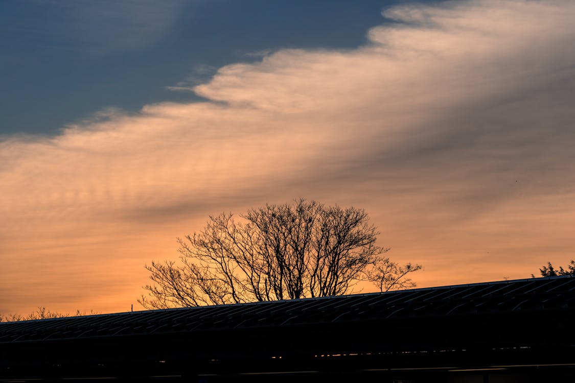 Silhouette of Leafless Tree Under Cloudy Sky