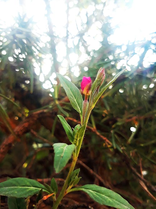 Immagine gratuita di fiore rosa, fiore selvatico