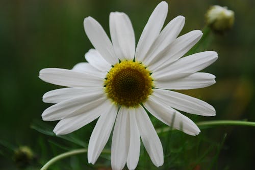 Foto Close Up Bunga Petaled Putih