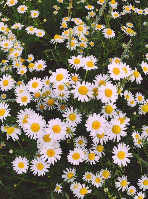 Free A mesmerizing view of a field filled with white daisies, showcasing their natural beauty in a close-up shot. Stock Photo