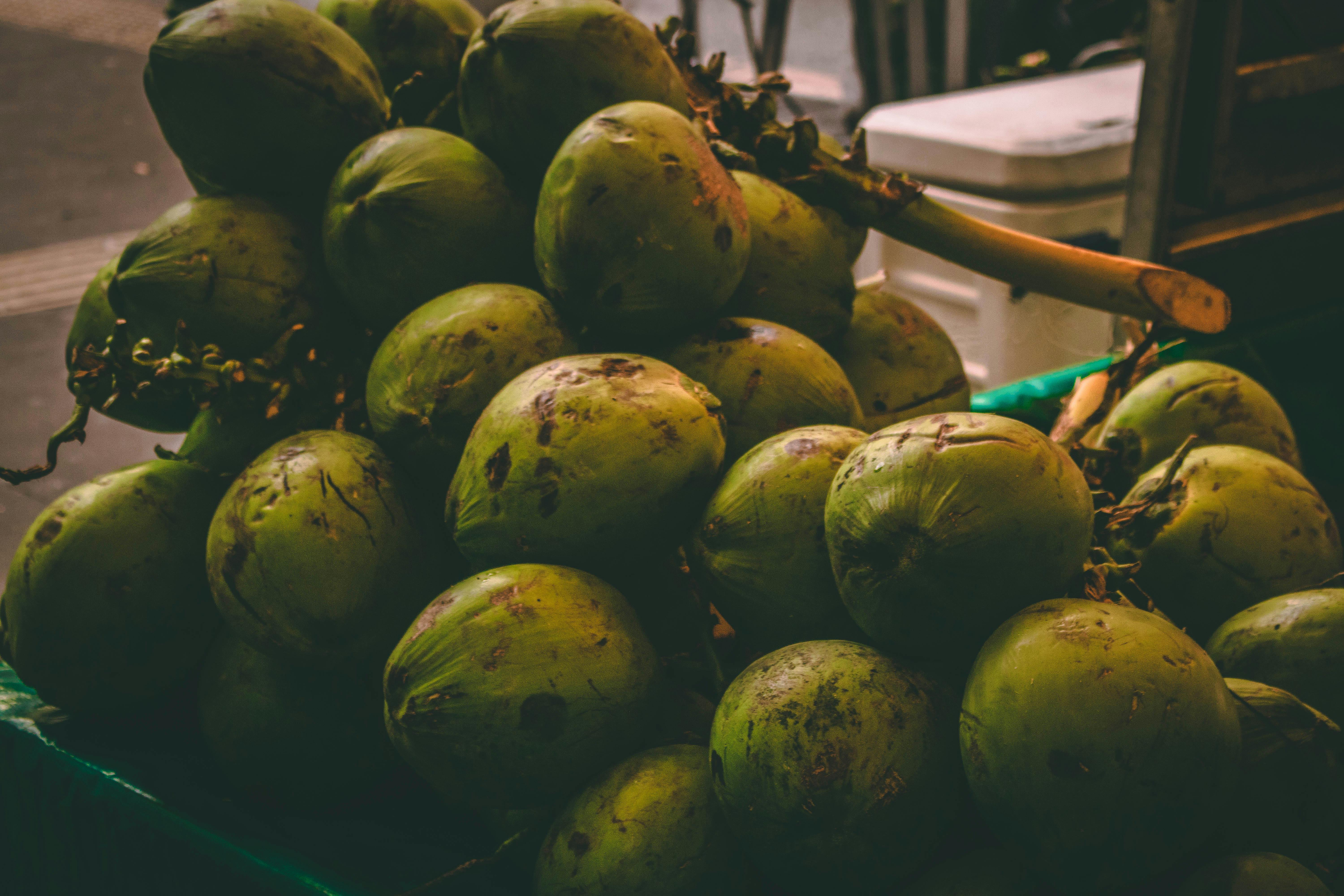 Free stock photo of coconut, fruit, summer