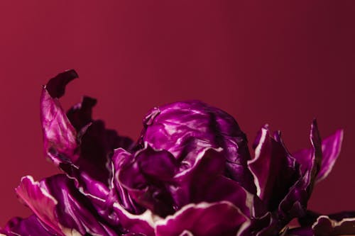 Red Cabbage in Close Up Photography