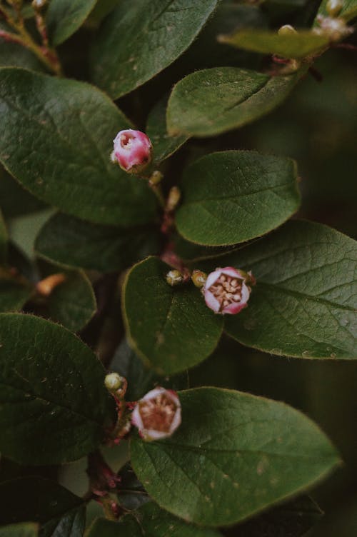 Foto d'estoc gratuïta de brots de flors, fulles verdes, planta