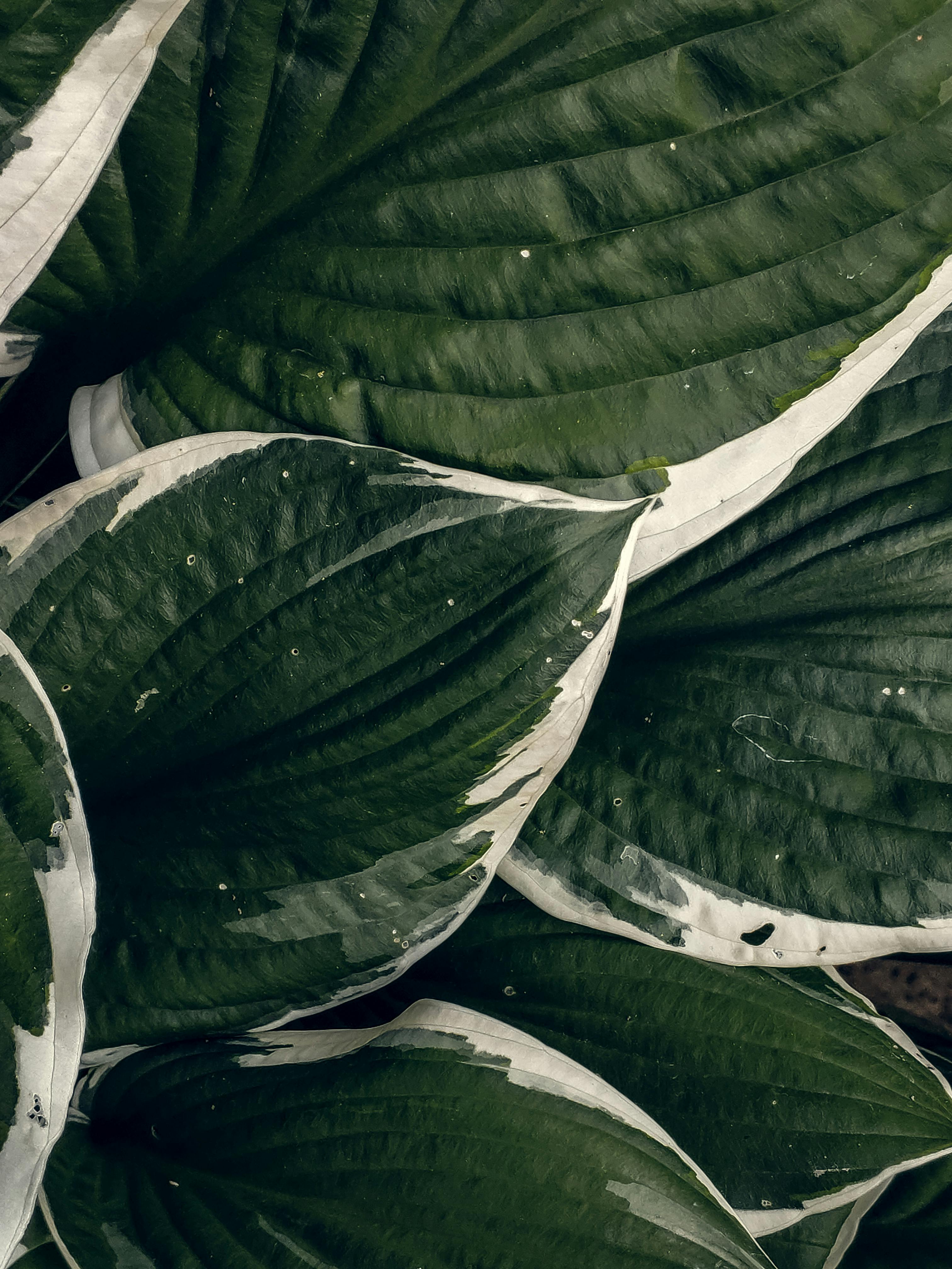 Detailed image of variegated hosta leaves with droplets, highlighting their texture and color contrast.