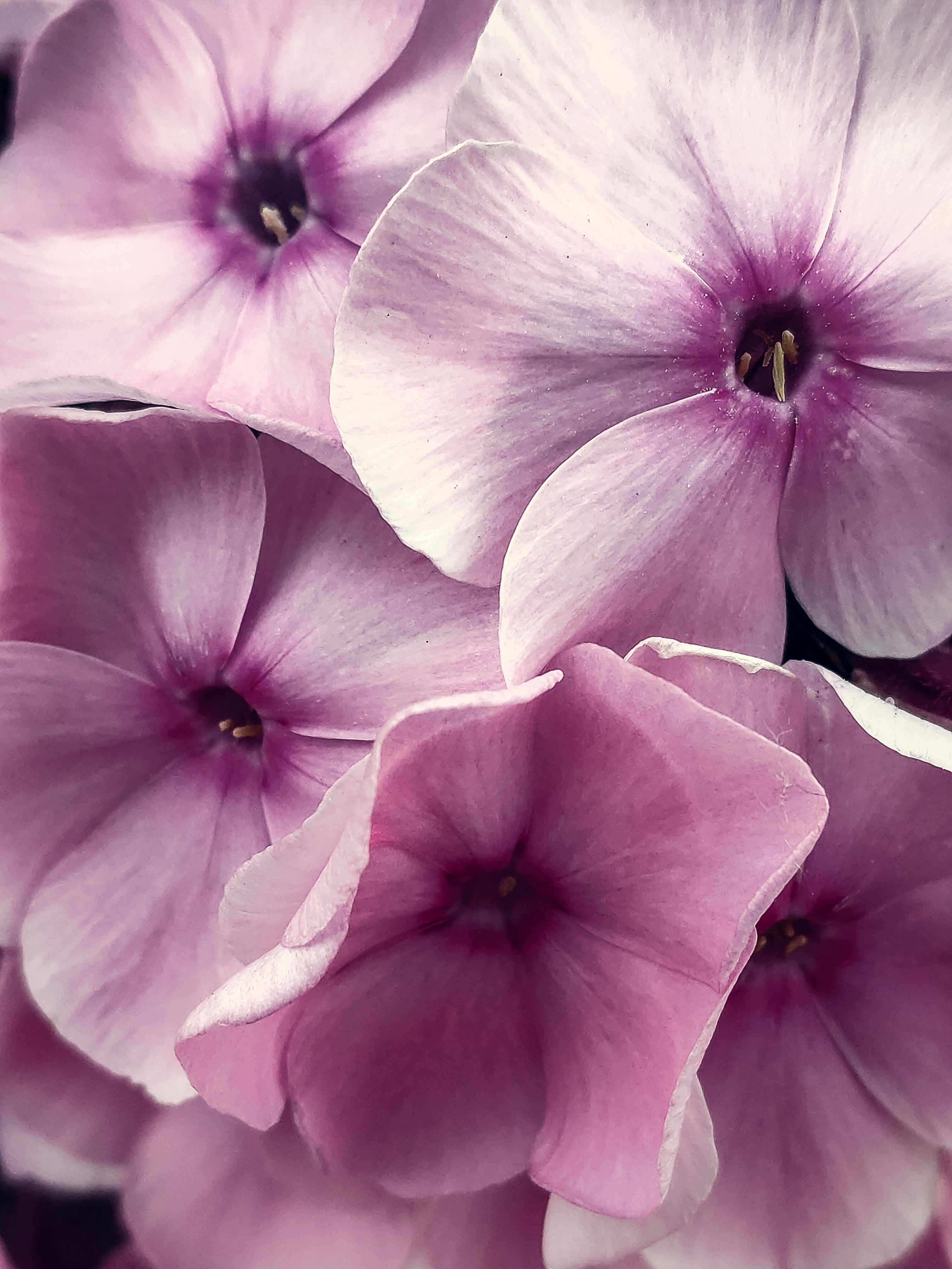 Beautiful close-up of blooming purple phlox flowers showcasing delicate petals.