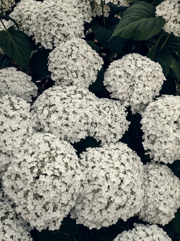 White Viburnum Flowers